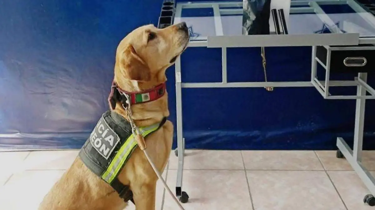 WhatsApp Image 2026-01-31 at 1.21.27 PM