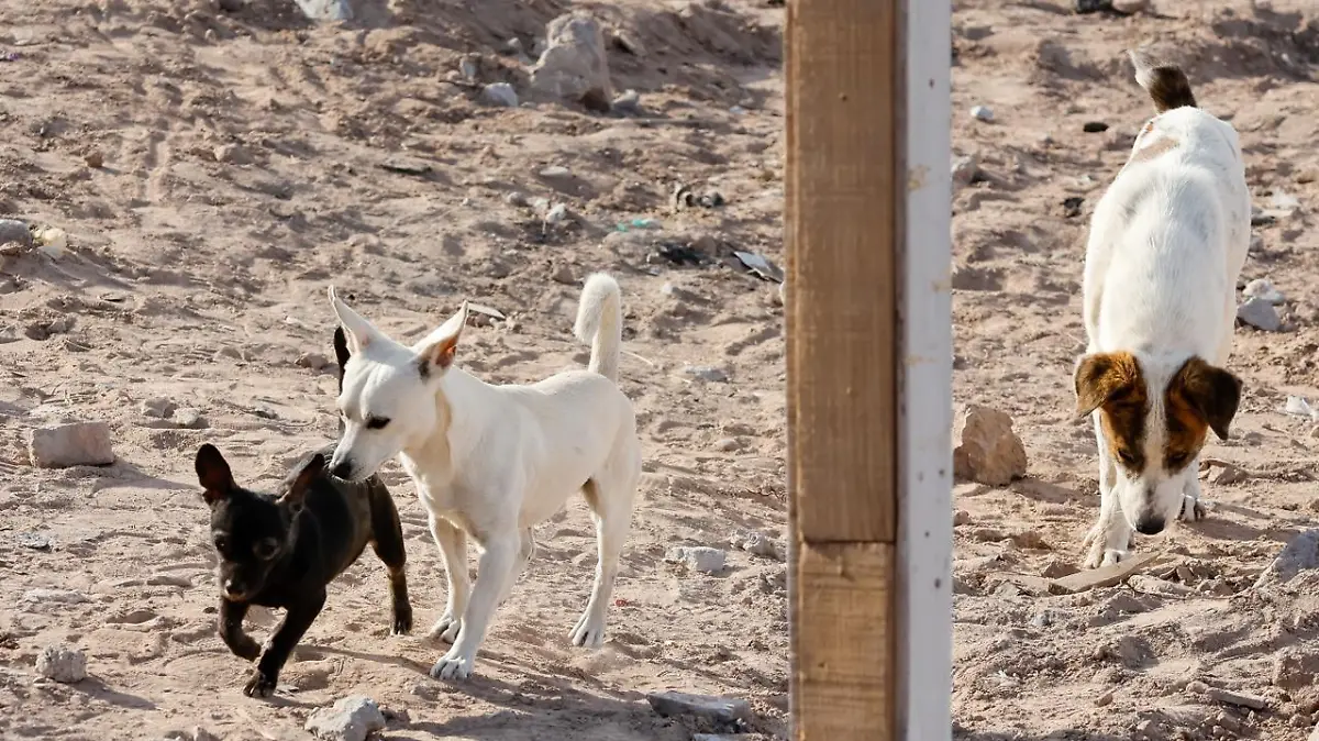 Van por un Torreón libre de violencia contra las mascotas. 