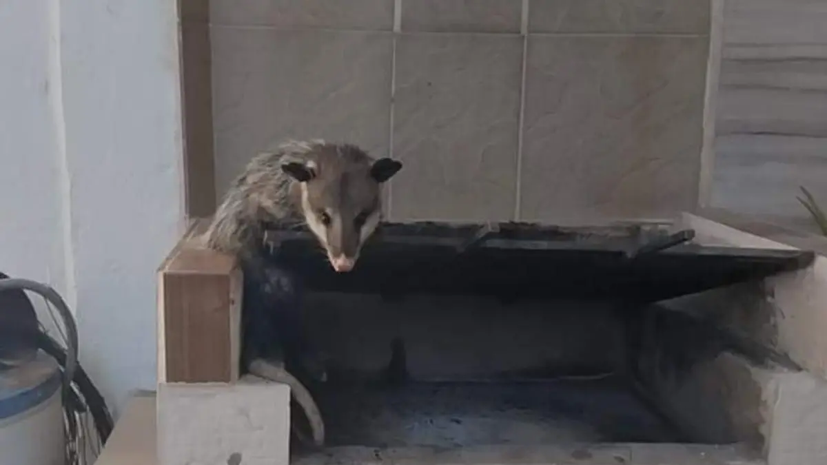 WhatsApp Image 2026-02-11 at 13.23.02 (1)