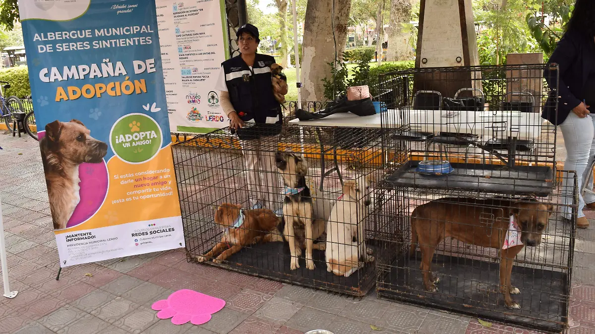 Adopciones de perritos en Lerdo