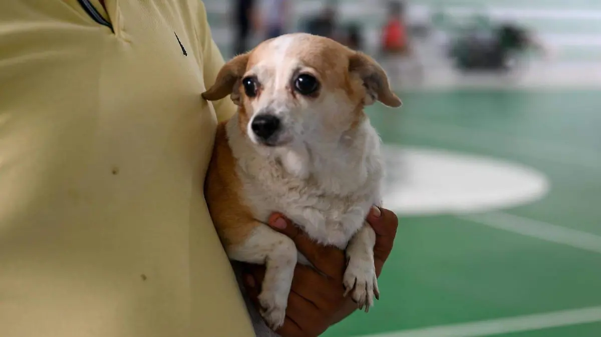Programa esterilización mascotas