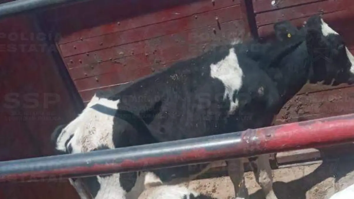 WhatsApp Image 2026-04-21 at 11.23.51