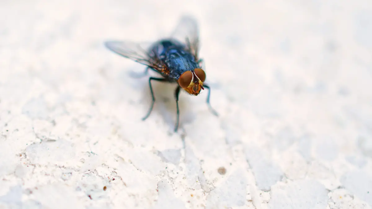 dayamay-flies-insect-4347027
