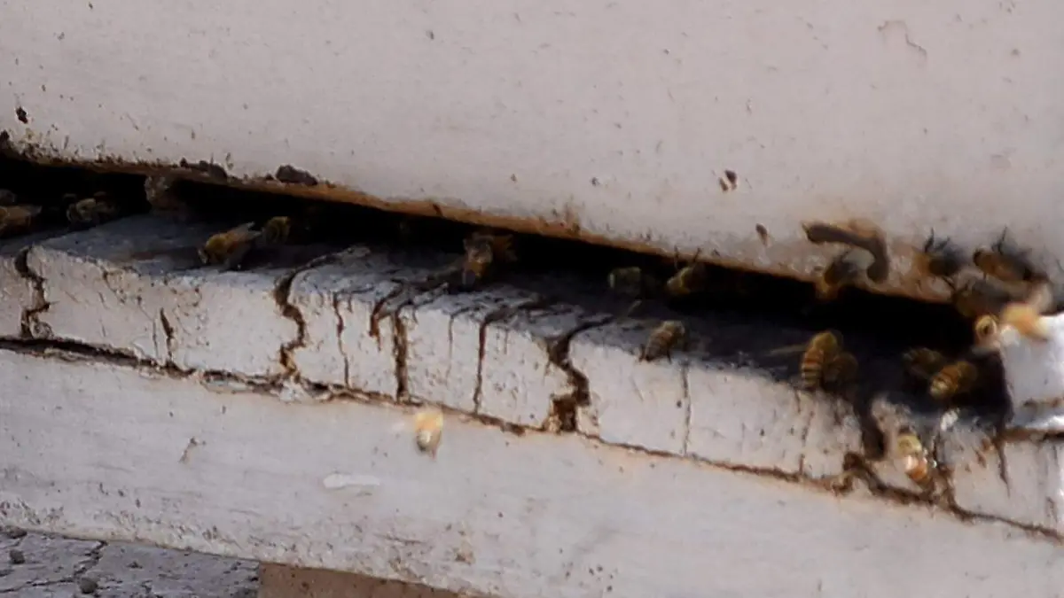 Las abejas: guardianas del equilibrio ecológico