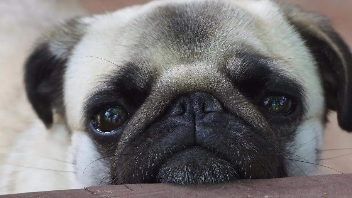 Perro pug