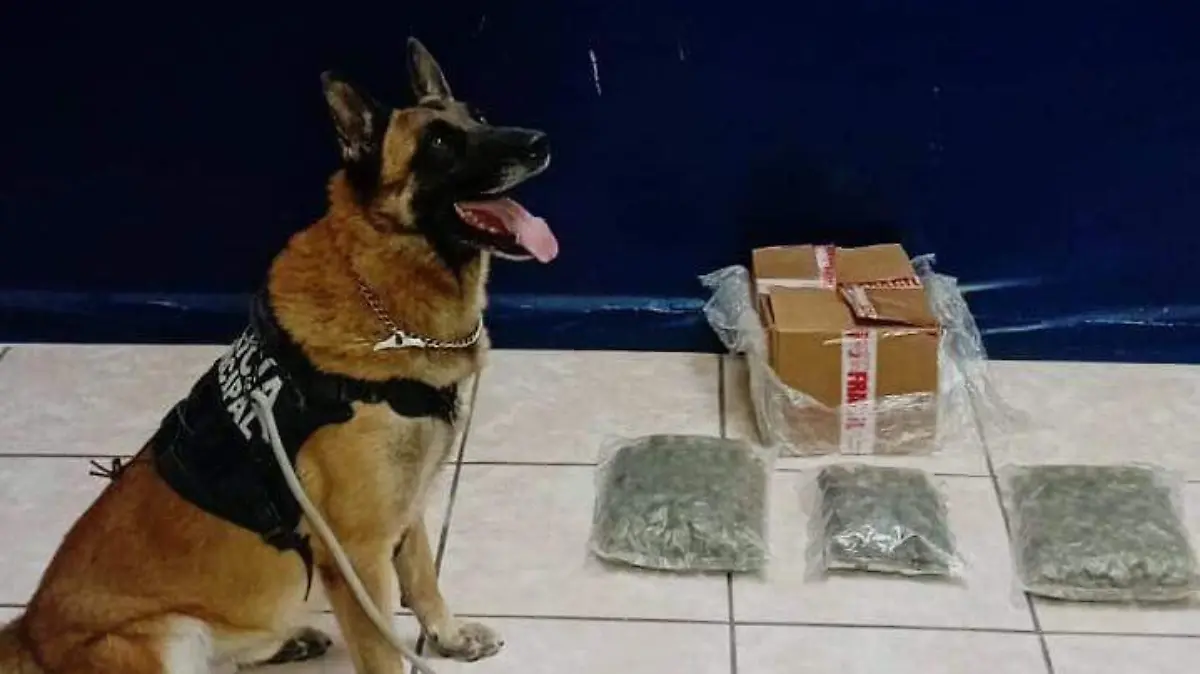 Unidad Canina asegura paquetes con marihuana en empresa de paquetería