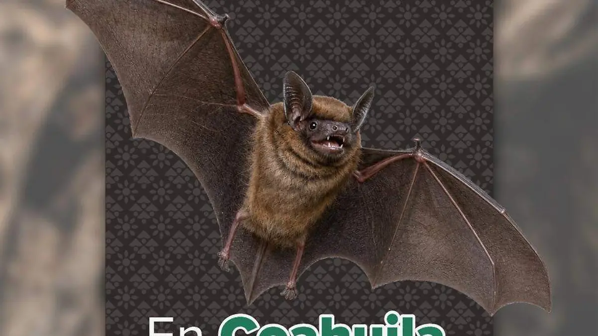 010 EN COAHUILA EXISTEN 30 ESPECIES DE MURCIÉLAGOS, ALIADOS ESENCIALES PARA LA CONSERVACIÓN DE LOS ECOSISTEMAS