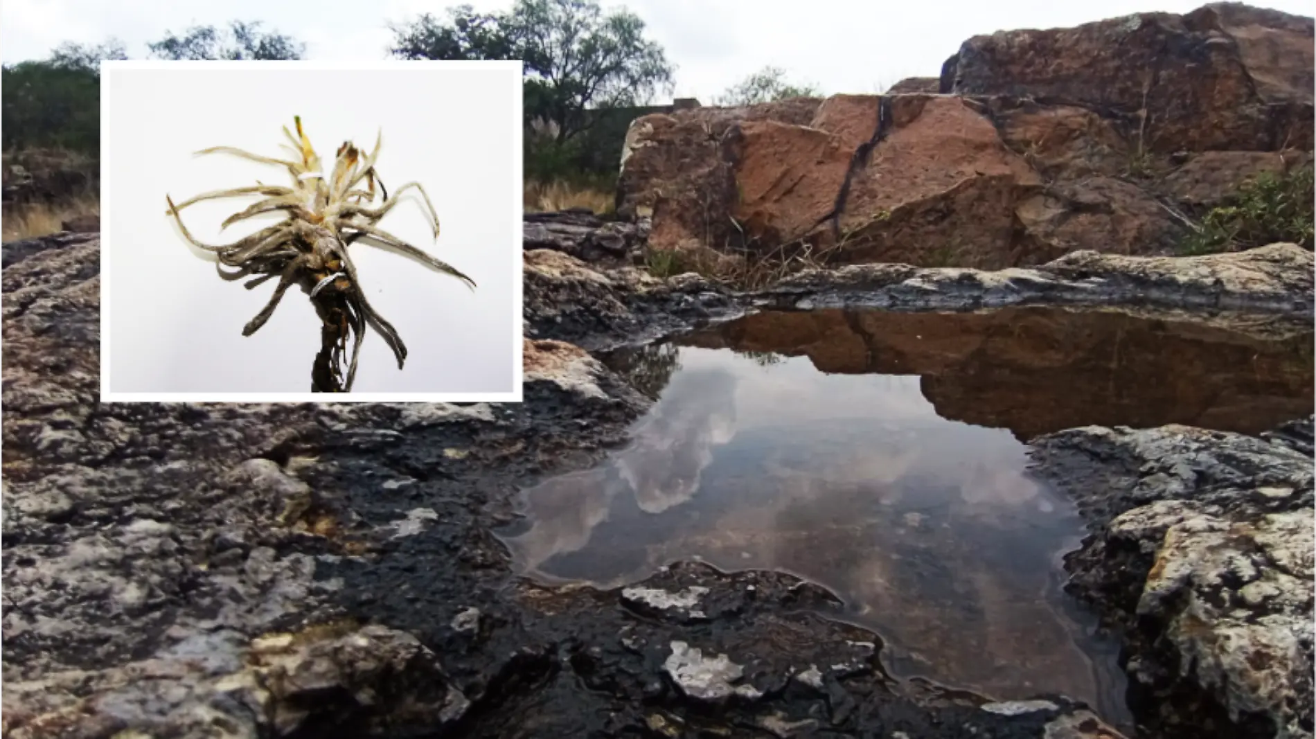 charco-del-ingenio