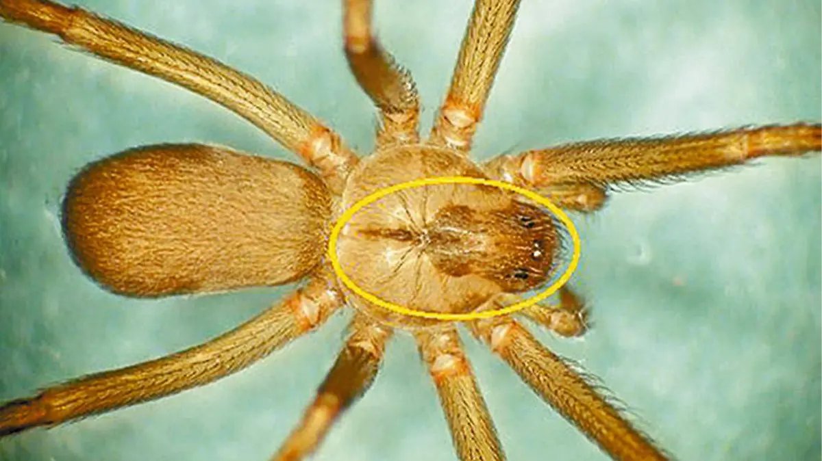 Araña violinista