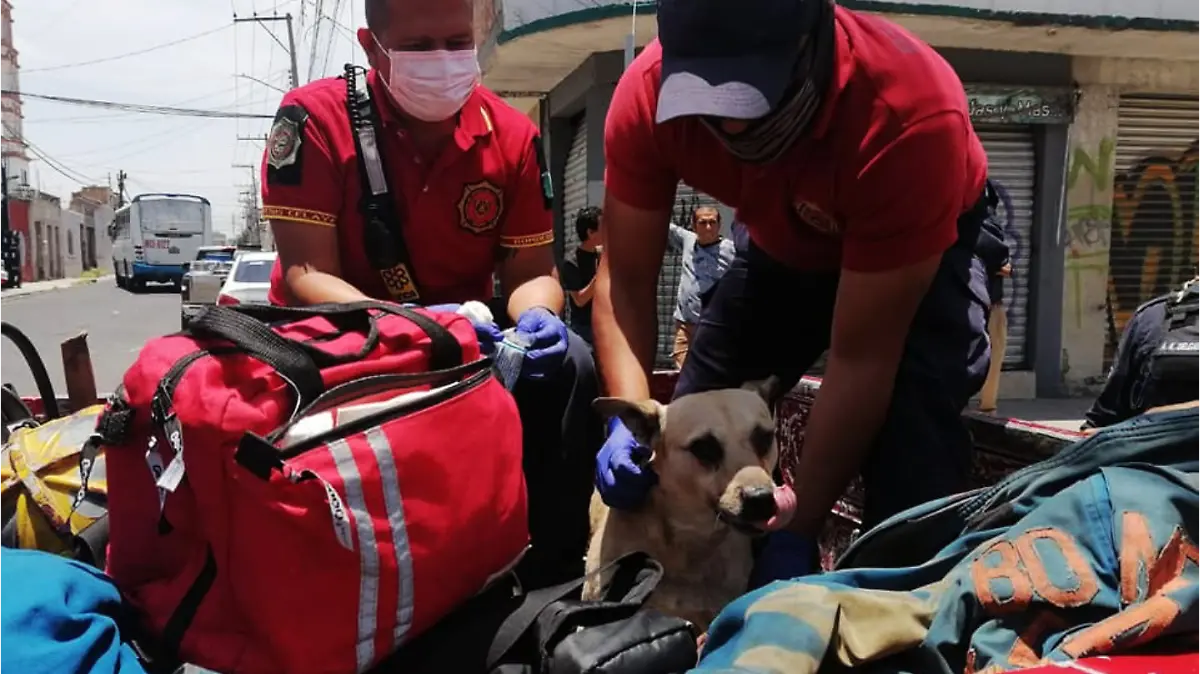 atiende-a-perro-herido