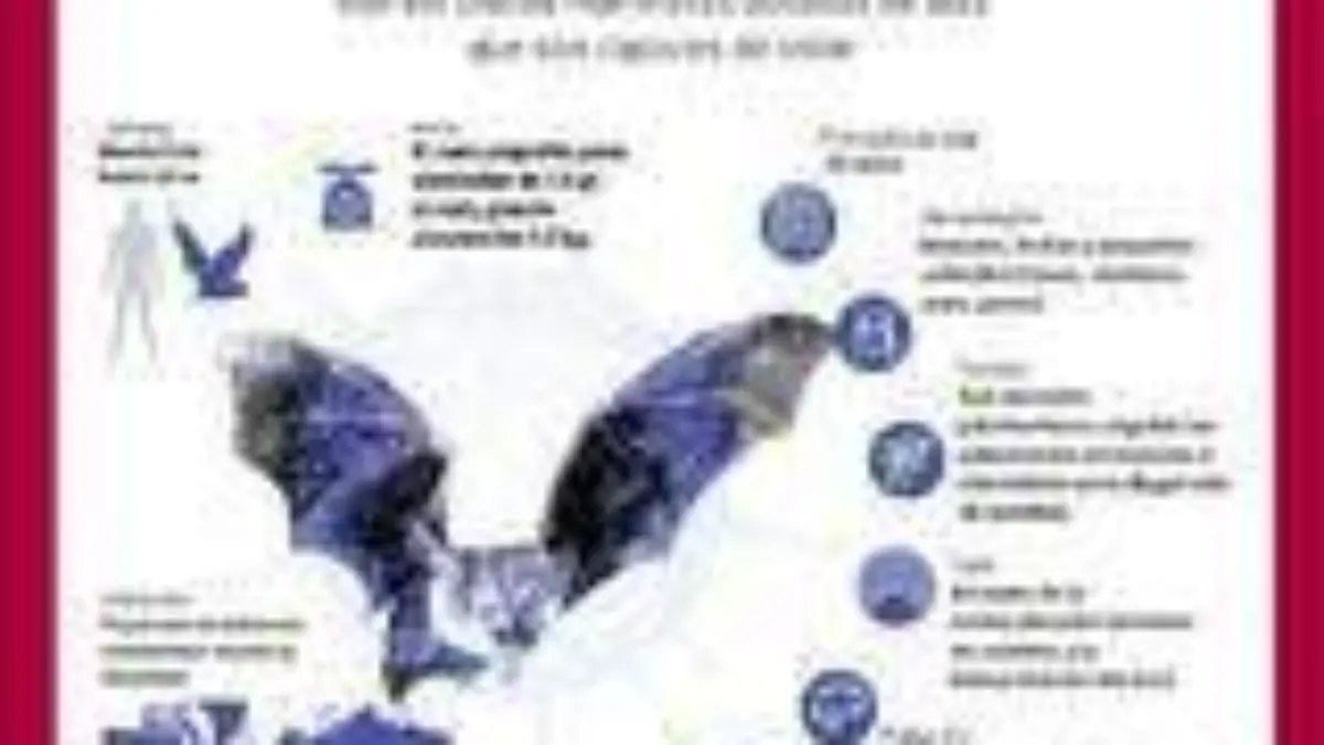 Radiografía de los murciélagos