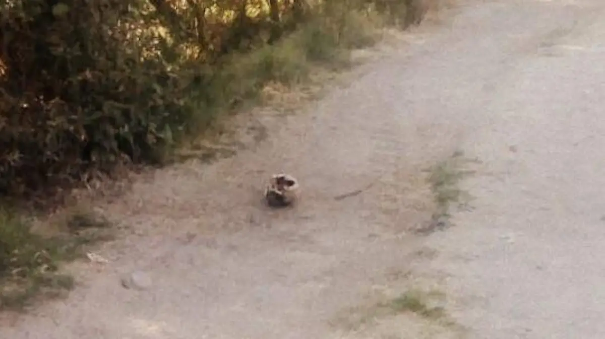 el craneo fue lñocalizado en un camino d etrerracera