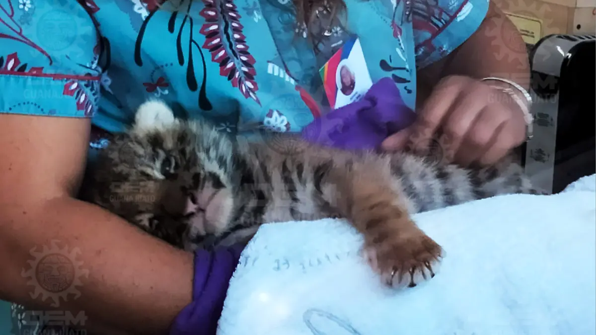 se-recupera-tigre-de-bengala