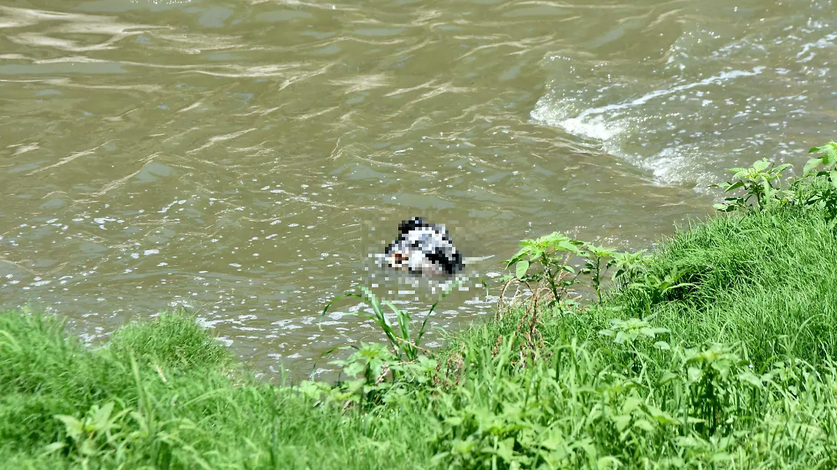Muertos Rio Laja (1) ok