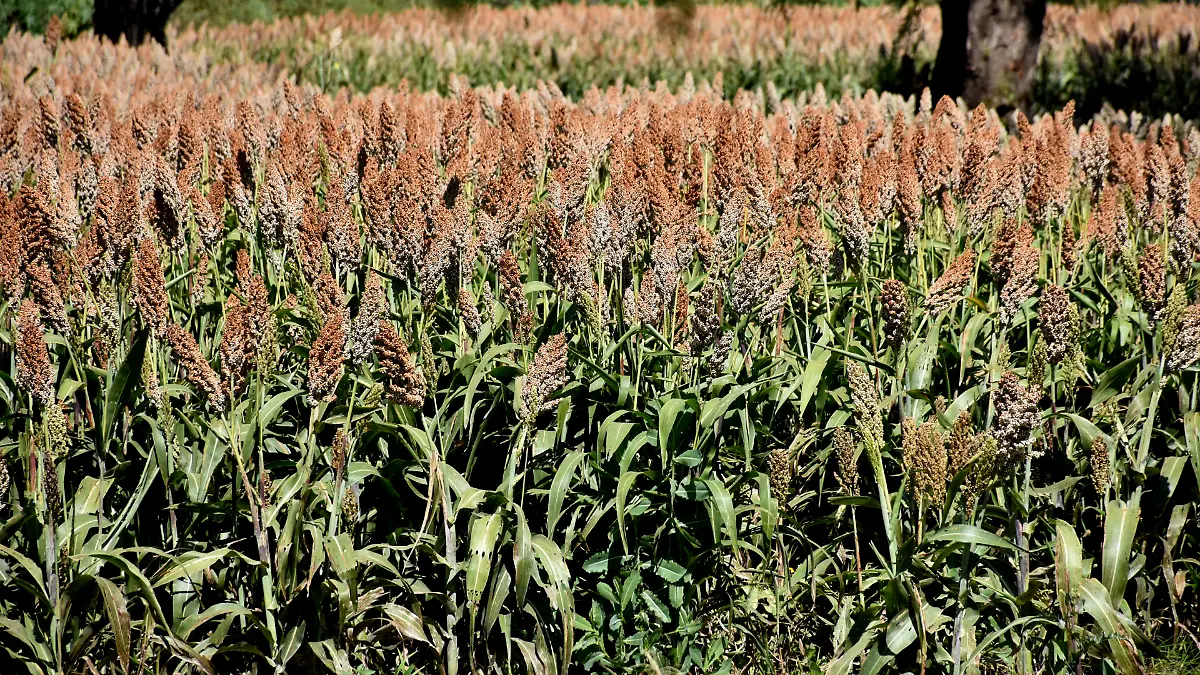 Sorgo Campo (1)
