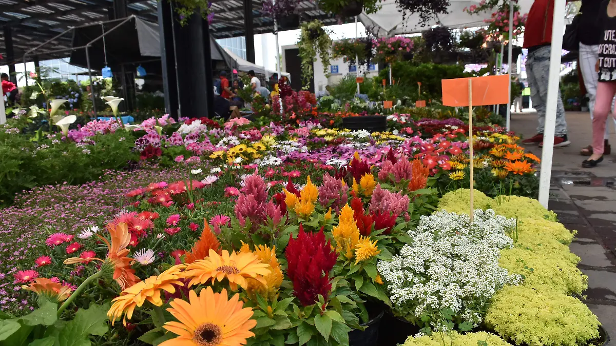 Feria de la Flor (9) ok