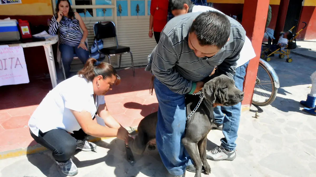 vacunacion de perros (6) okis