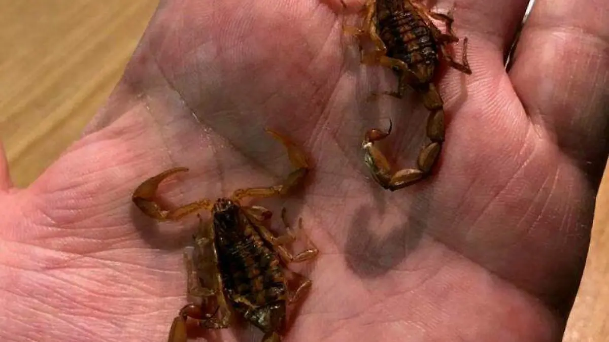 alacranes