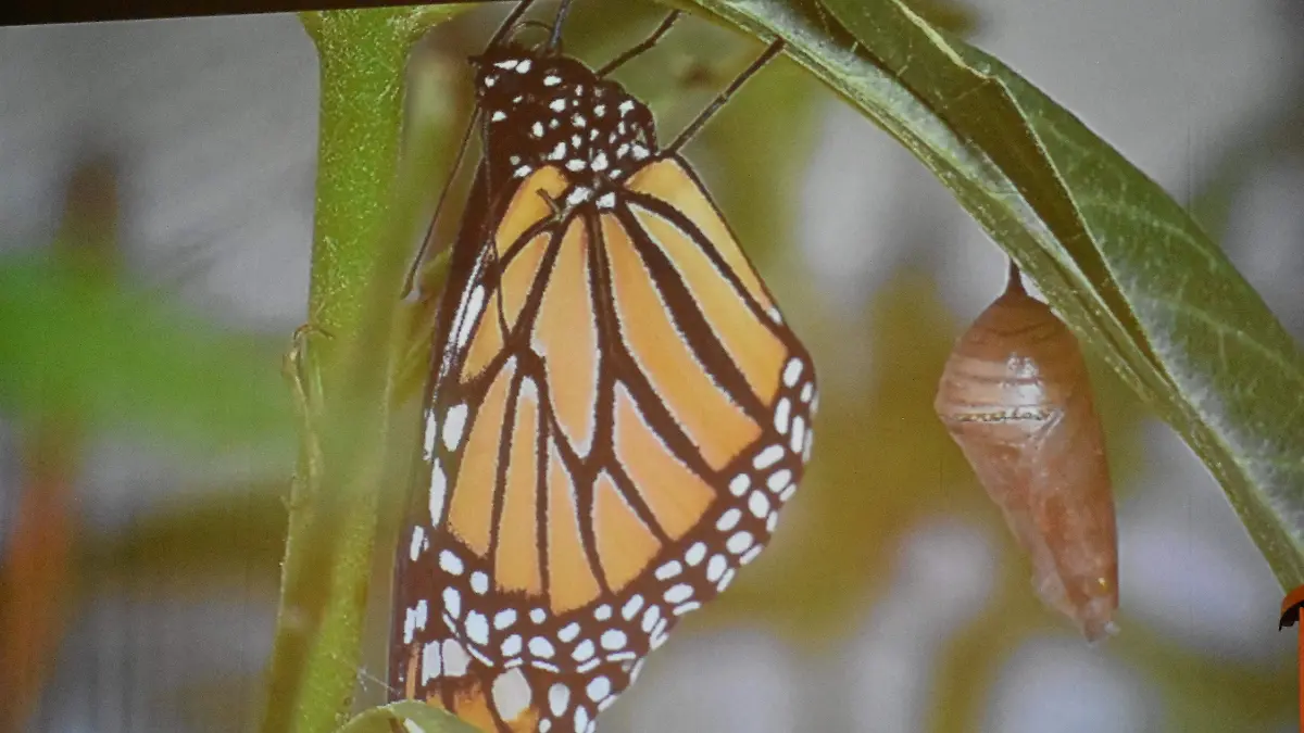 Guanajuato-se-caracteriza