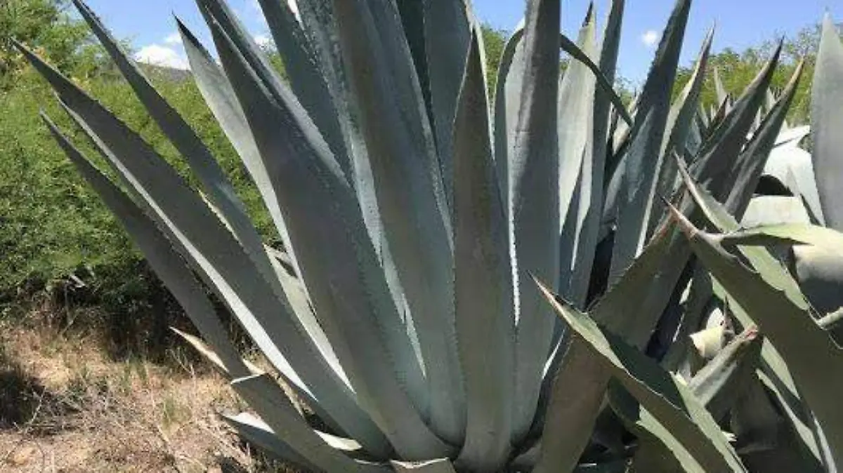 AGAVE el oro verde ok