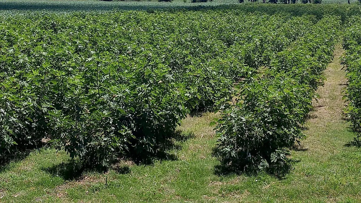 Productores de higo de ok