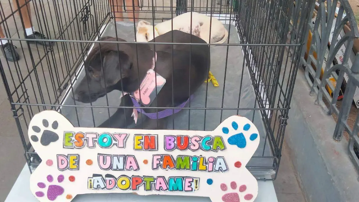 Perritos-cachorros-y 