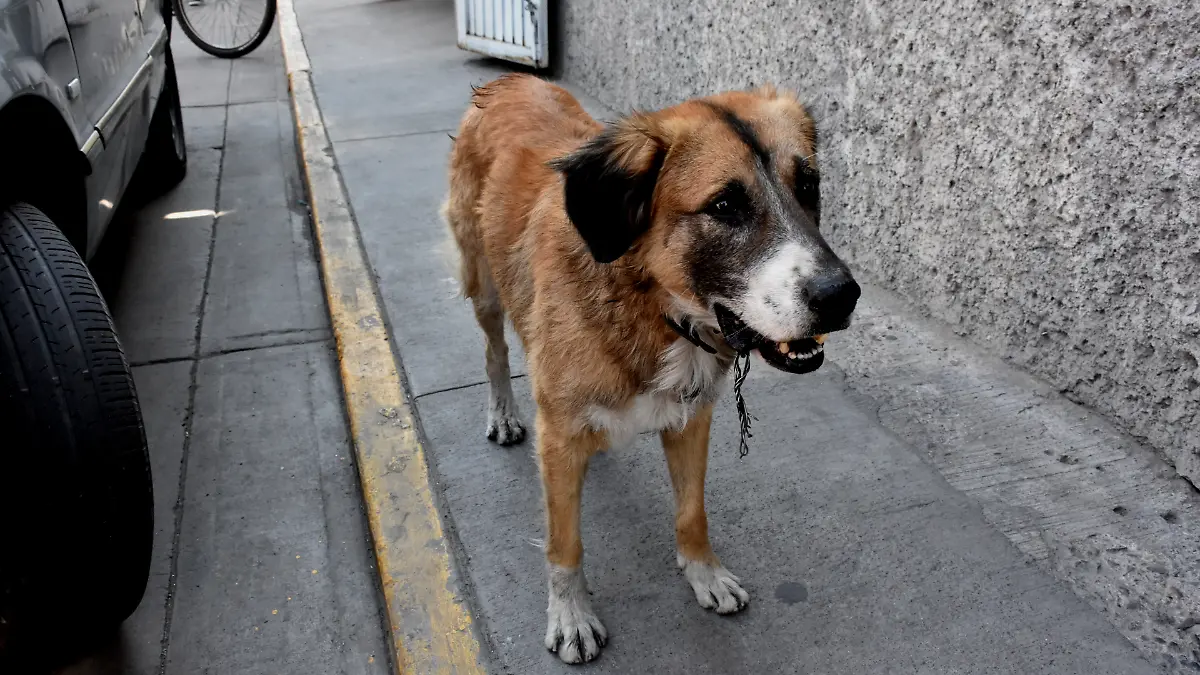 Perros (3) ok