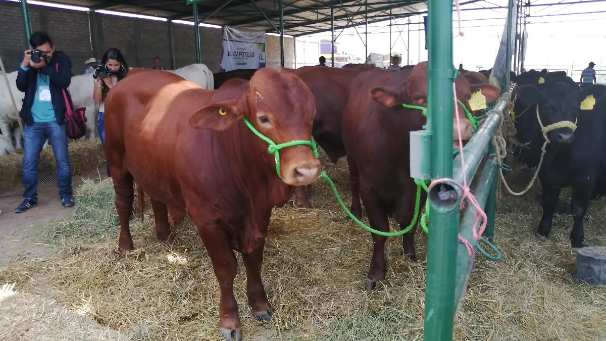 Feria-01