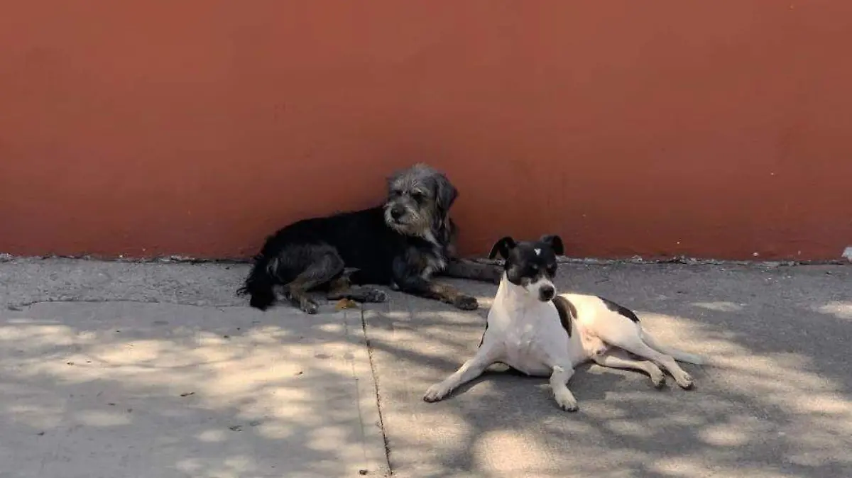 perros callejeros (7) ok
