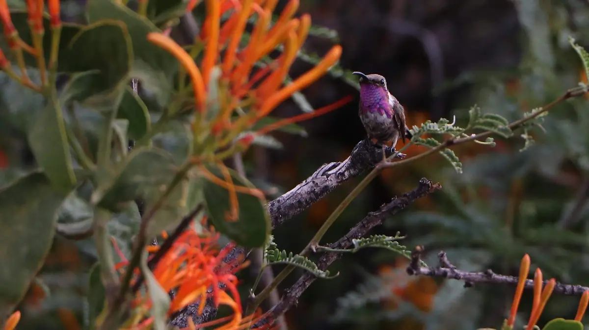 Buscan-alimentarse-también