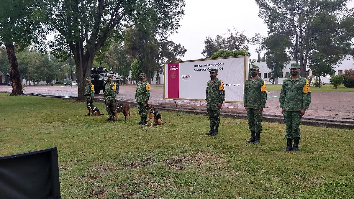 los-perros-son-entrenados
