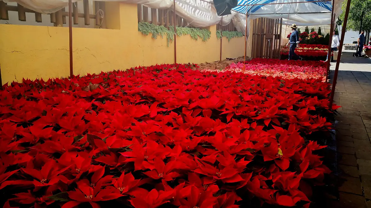 Feria Nochebuena 1 ok