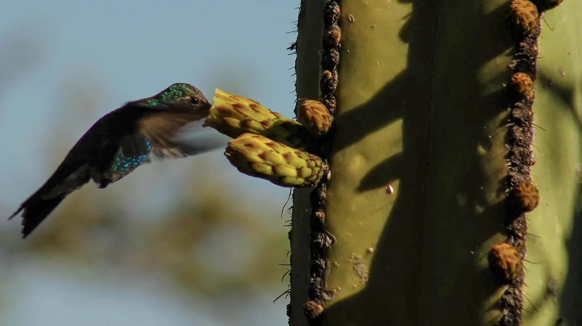 Generalmente-los-machos