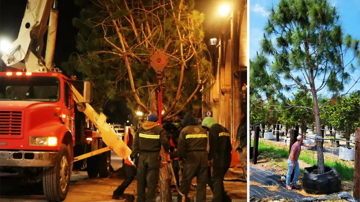 reforestan-pinos-san-miguel-de-allende