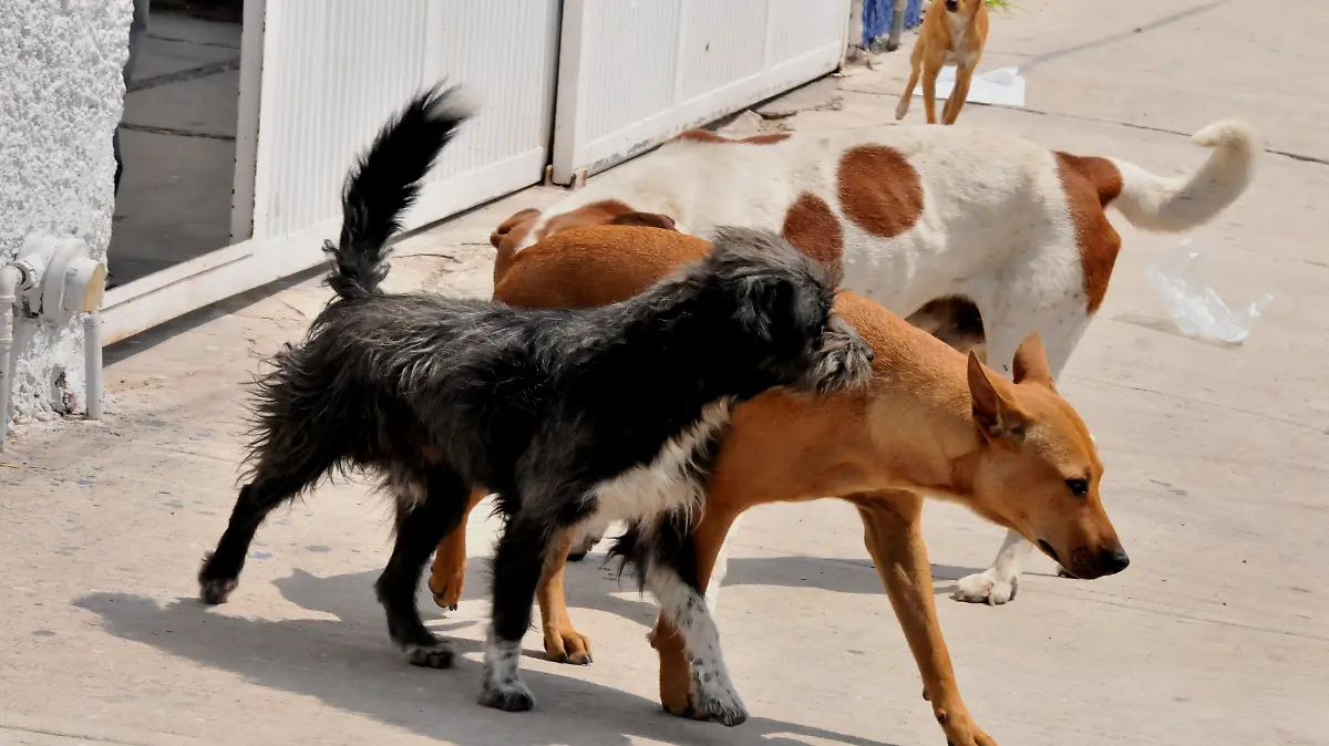 perros callejeros (1) ok