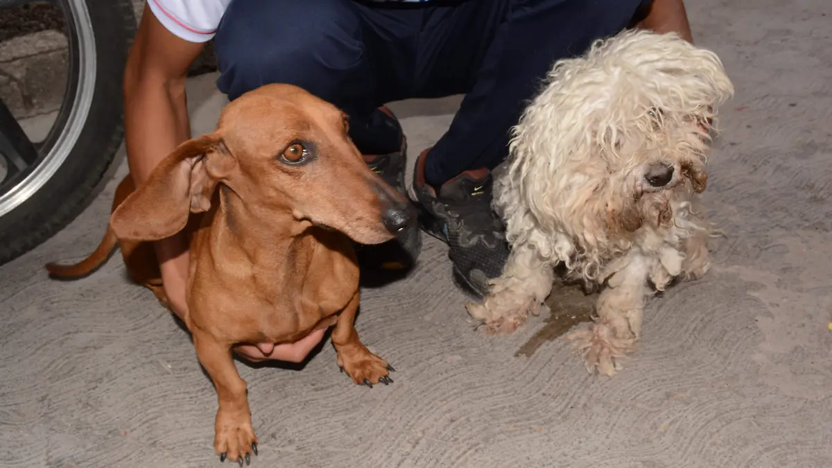 perros (3)