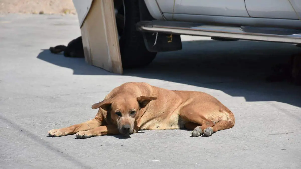 WhatsApp Image 2021-04-21 at 12.18.50 PM