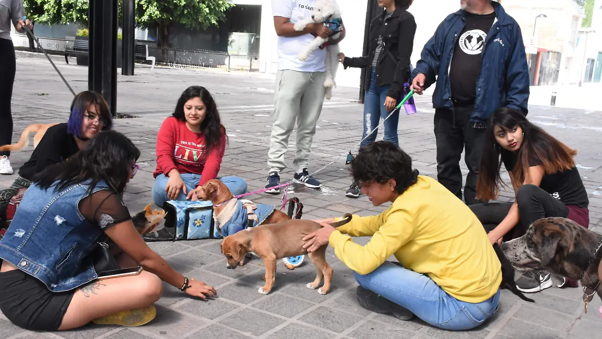 adopcion de perros (2)