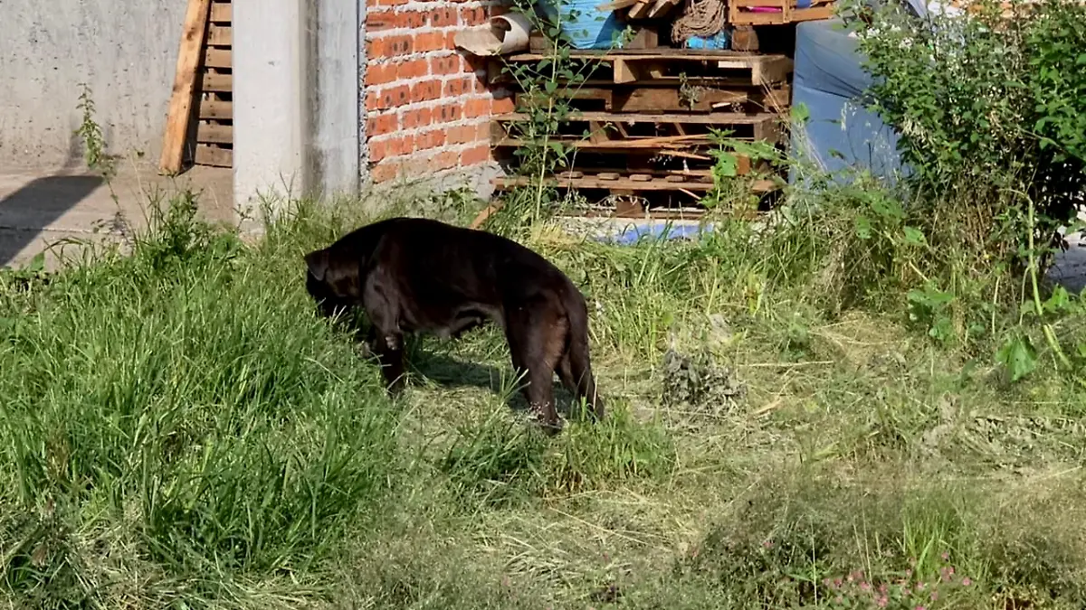 Animales en situcaicon de calle (2)ok