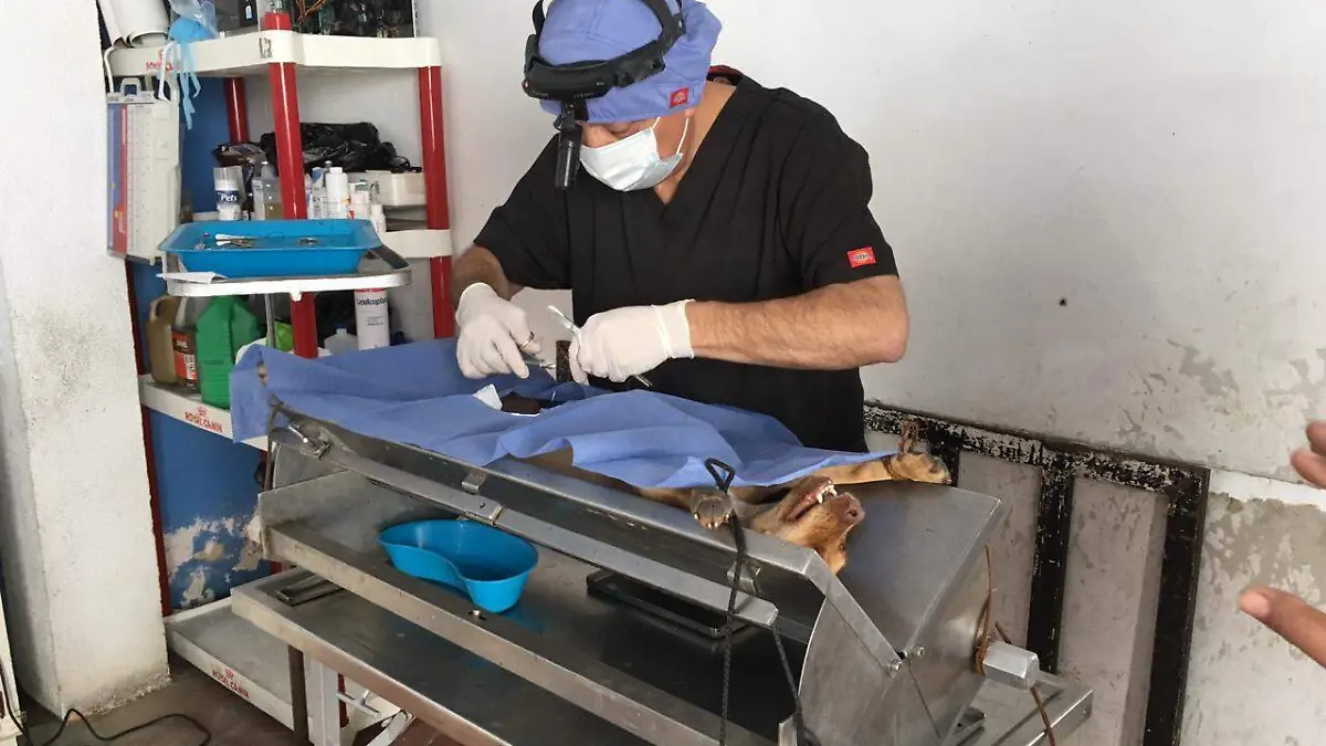 esterilizan (1)