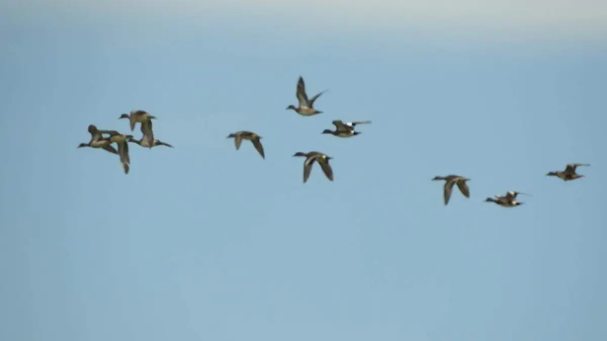 una de las aves más interesante es la playera, la cual viaja desde Canadá hasta Argentina, mismas que se mueven en parvadas y durante la noche
