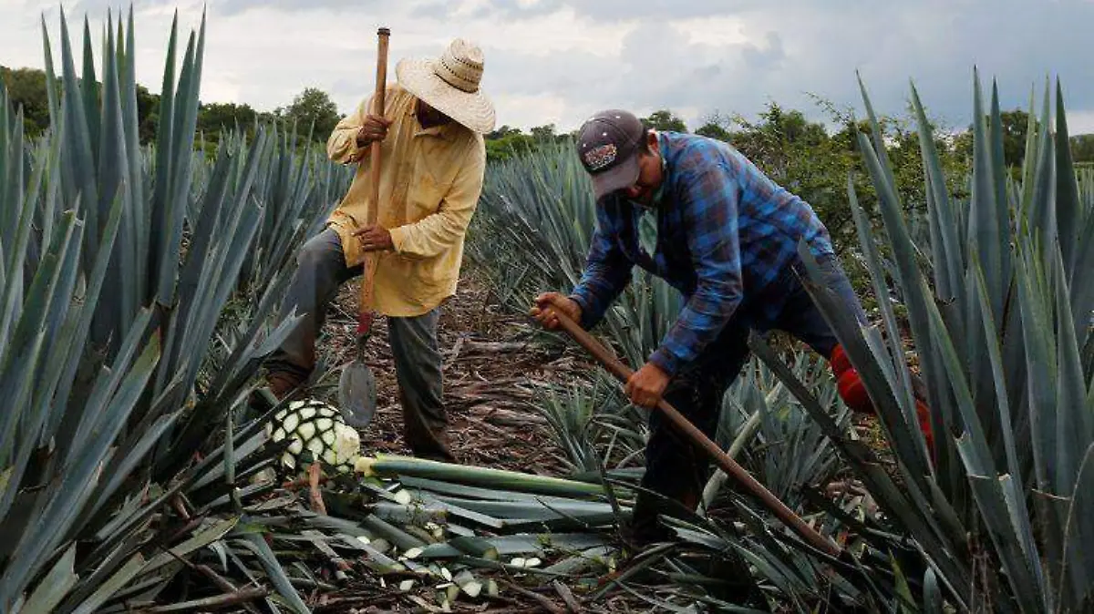 E.CAMACHO - COFOCE TEQUILA  (4)