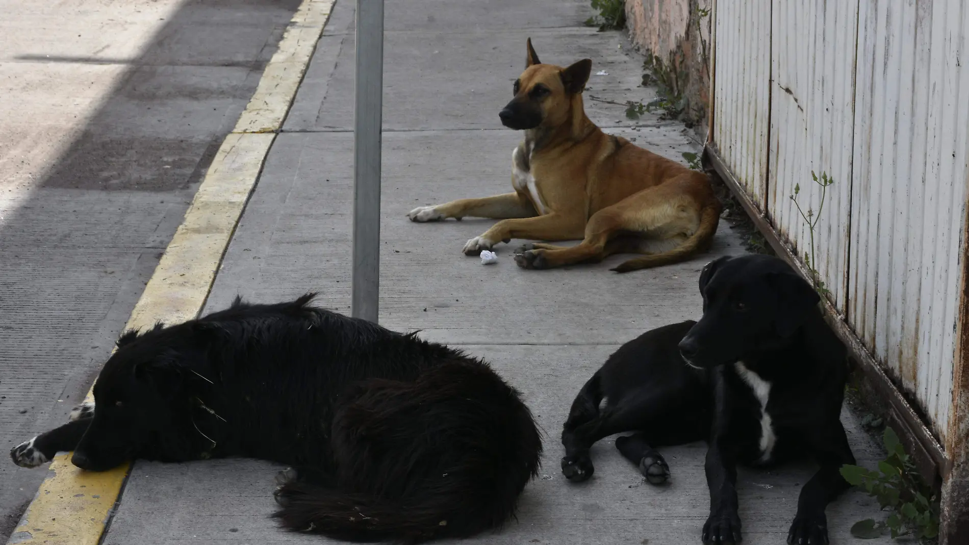 perritos