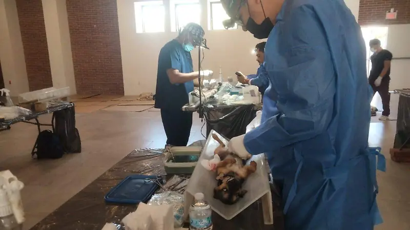 Esterilizaciones 