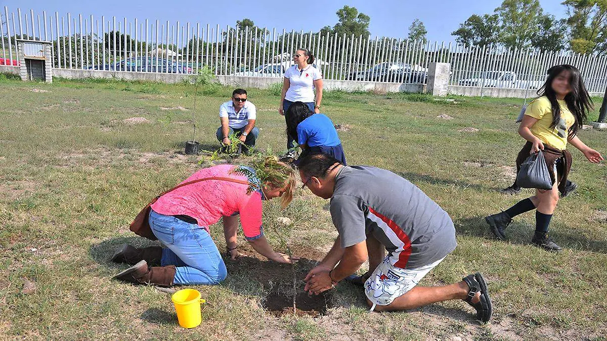 reforestacion (1) ok