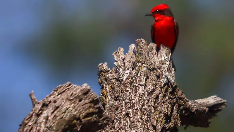 aves