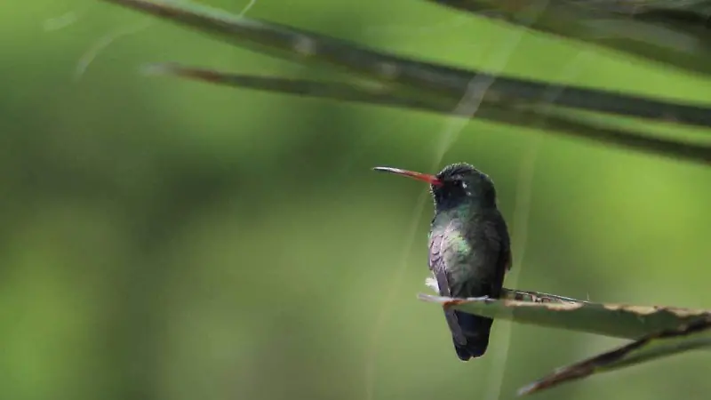colibri 16