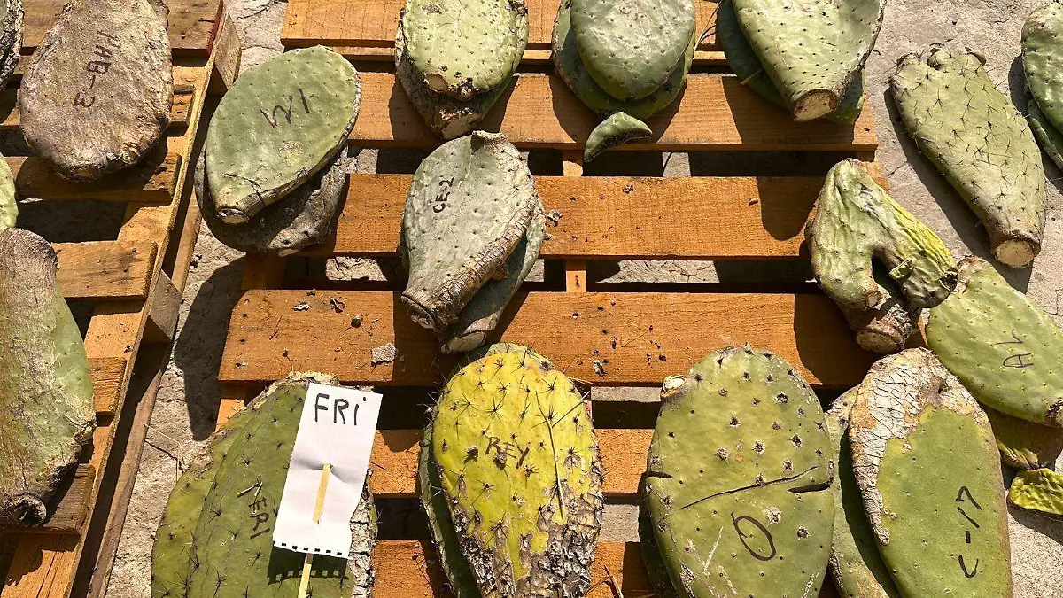 Jardín Botánico (2)