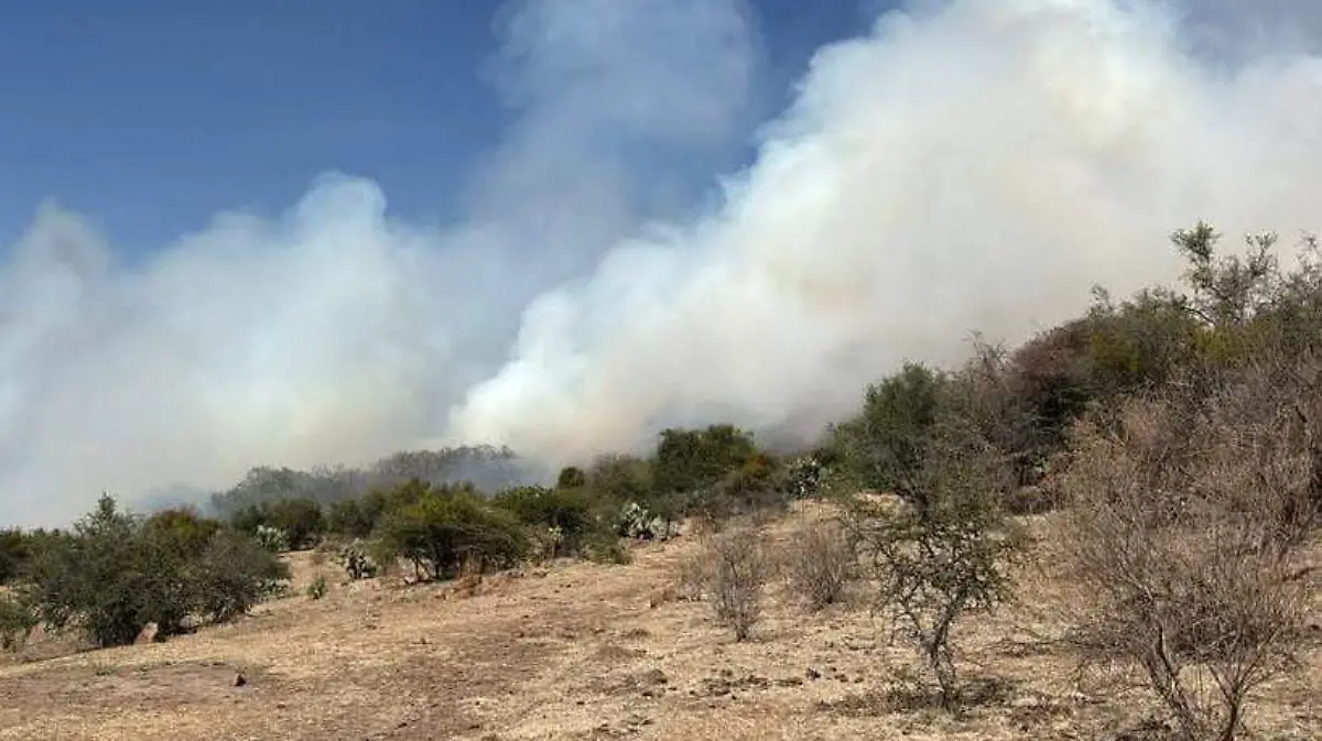 ZONA BAJA