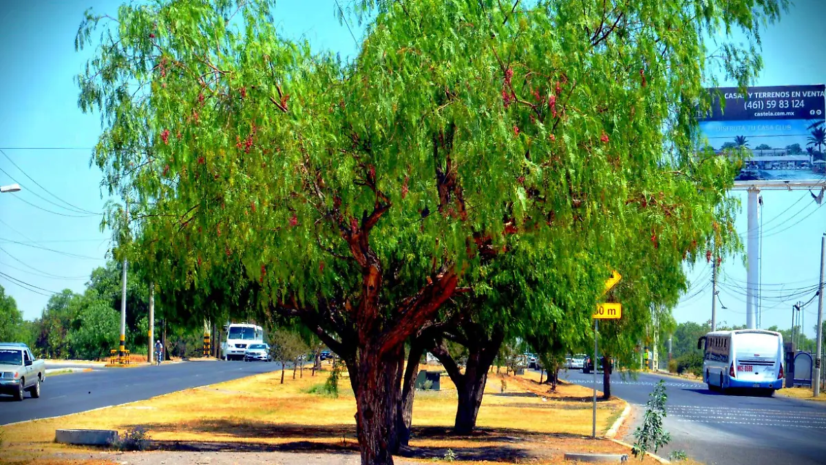 reforestacion